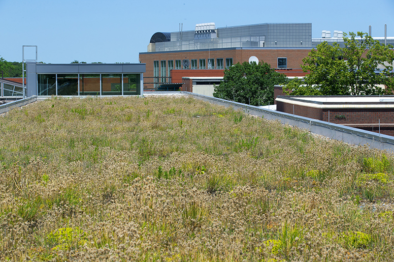 greenroofs2