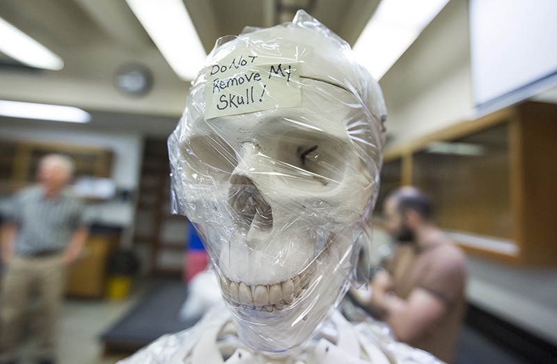 Skeleton skull