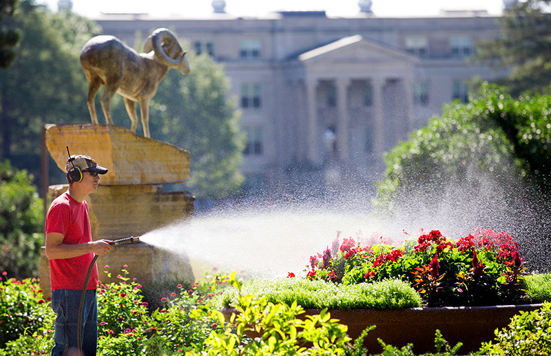 Man sprays garden hose on large planter of annuals