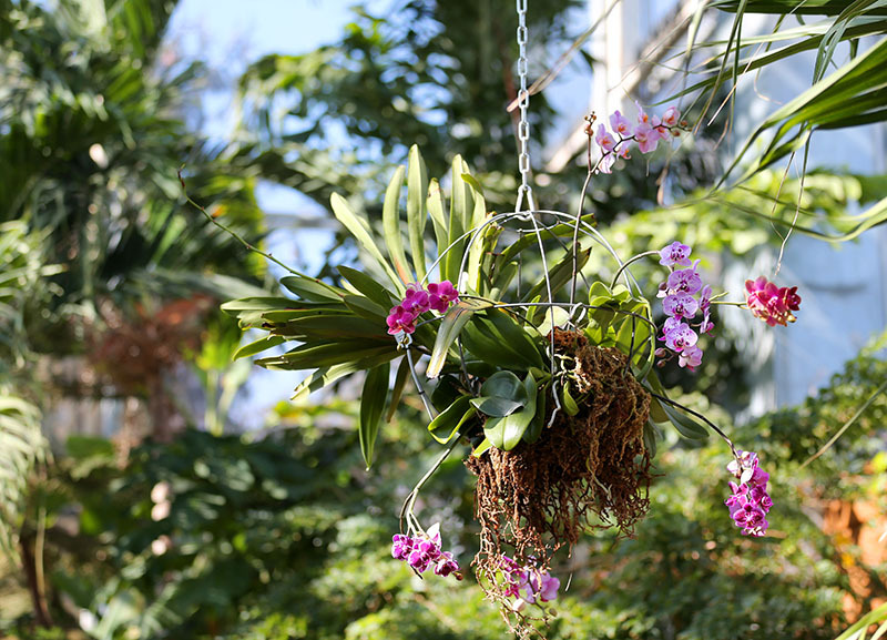 Orchid display in Reiman Gardens conservatory.