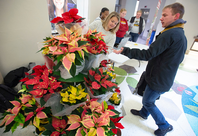 Male shopper looks at various colors of poinsettia plants