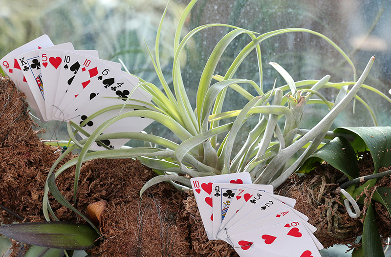 Playing cards among orchid plants