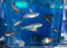 zebrafish2