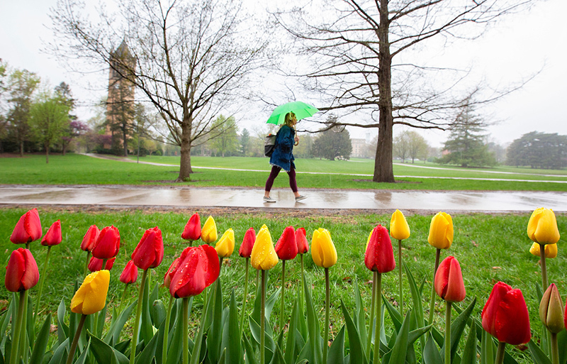 female student under a green umbrella passes tulip bed