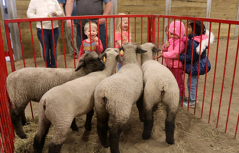 Children interacting with a pen of sheep at Animal Learning Day.