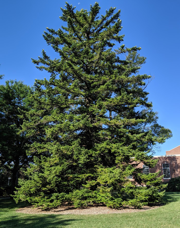 Hybrid fir tree on Forker Building east lawn.