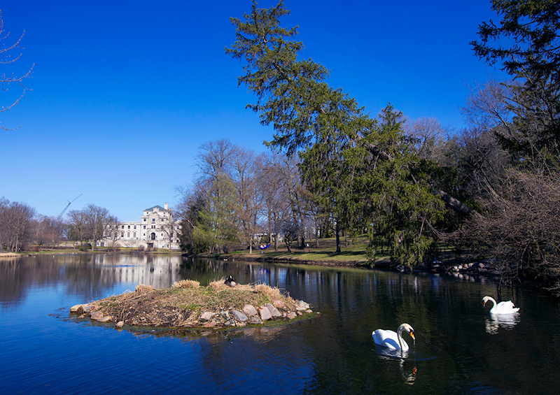 University swans swim on Lake LaVerne