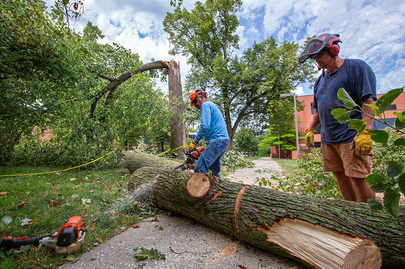 Two men carve up a downed tree trunk