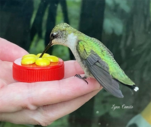 hummingbird sipping from hand-held feeder