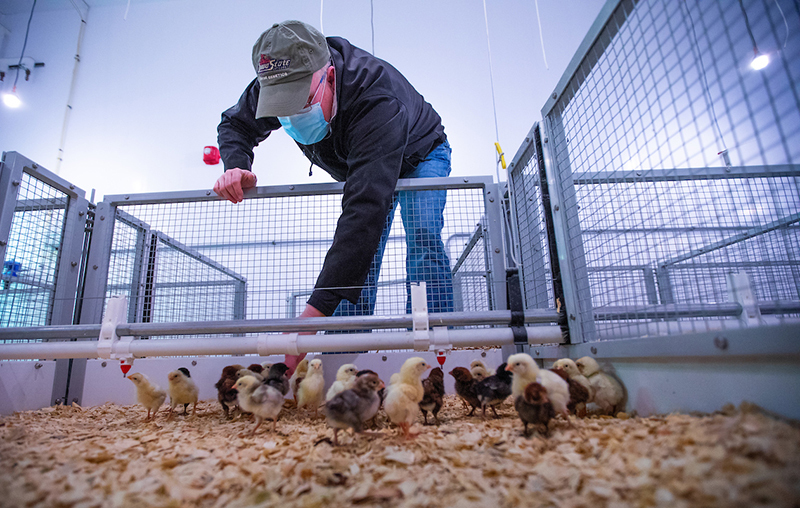 Animal science farms director Ben Drescher