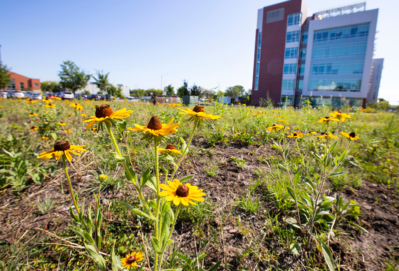 Pollinator plot on the former Insectary site