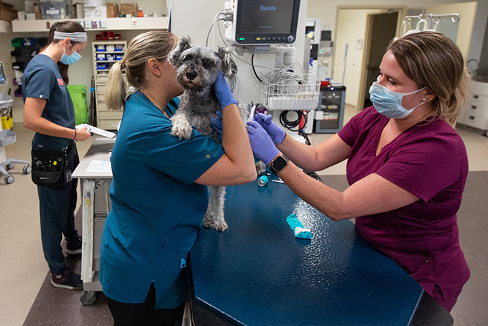 Patient boom a growing challenge at small animal hospital • Inside Iowa  State for faculty and staff • Iowa State University