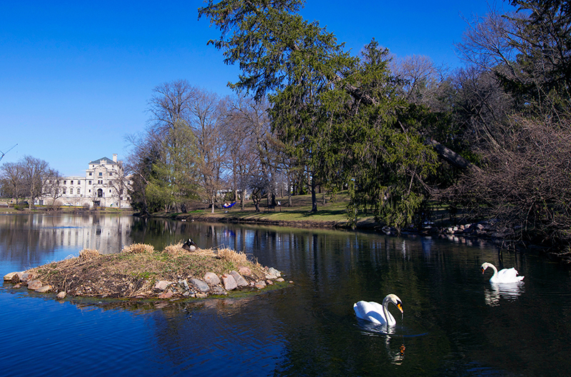 ISU swans on Lake LaVerne