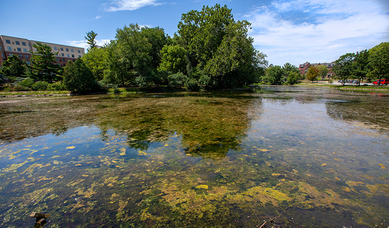Plant and algae growth in east end of Lake LaVerne