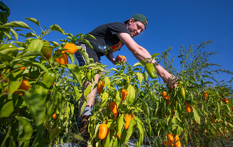 Student employee harvests orange peppers from plants