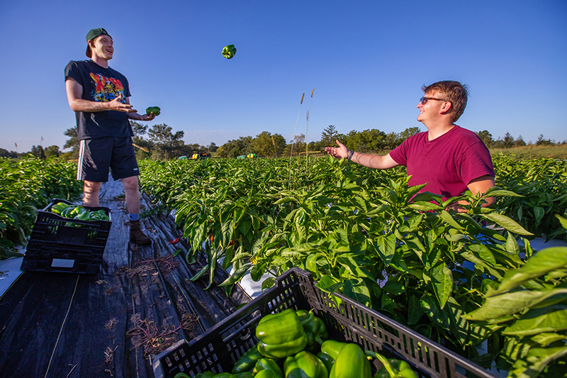 Student tosses harvested green pepper to another student in fiel