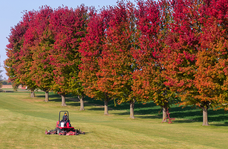 Lawn mower against backdrop of red-leaved trees in a row