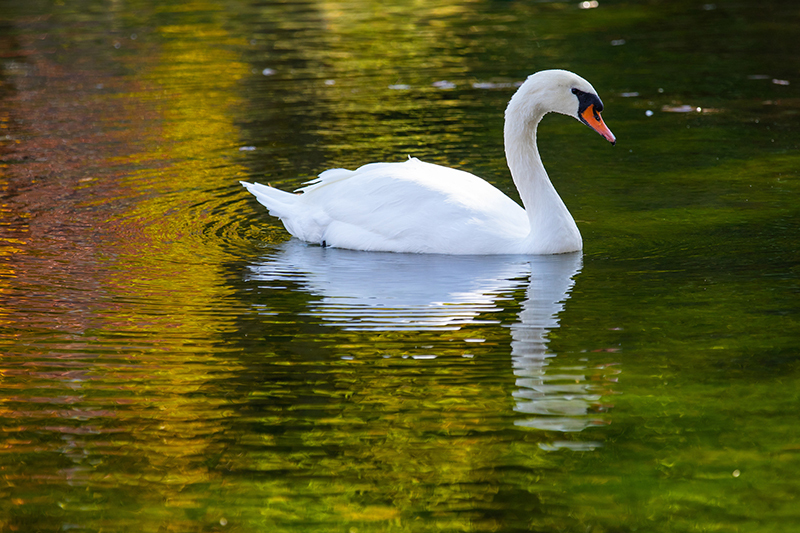 Mute swan Elaine paddles on Lake LaVerne