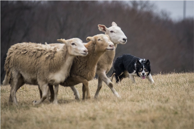 Sheepdog