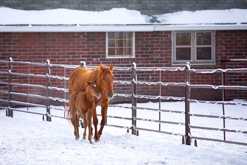 Mare and foal walk along a snowy corral fence