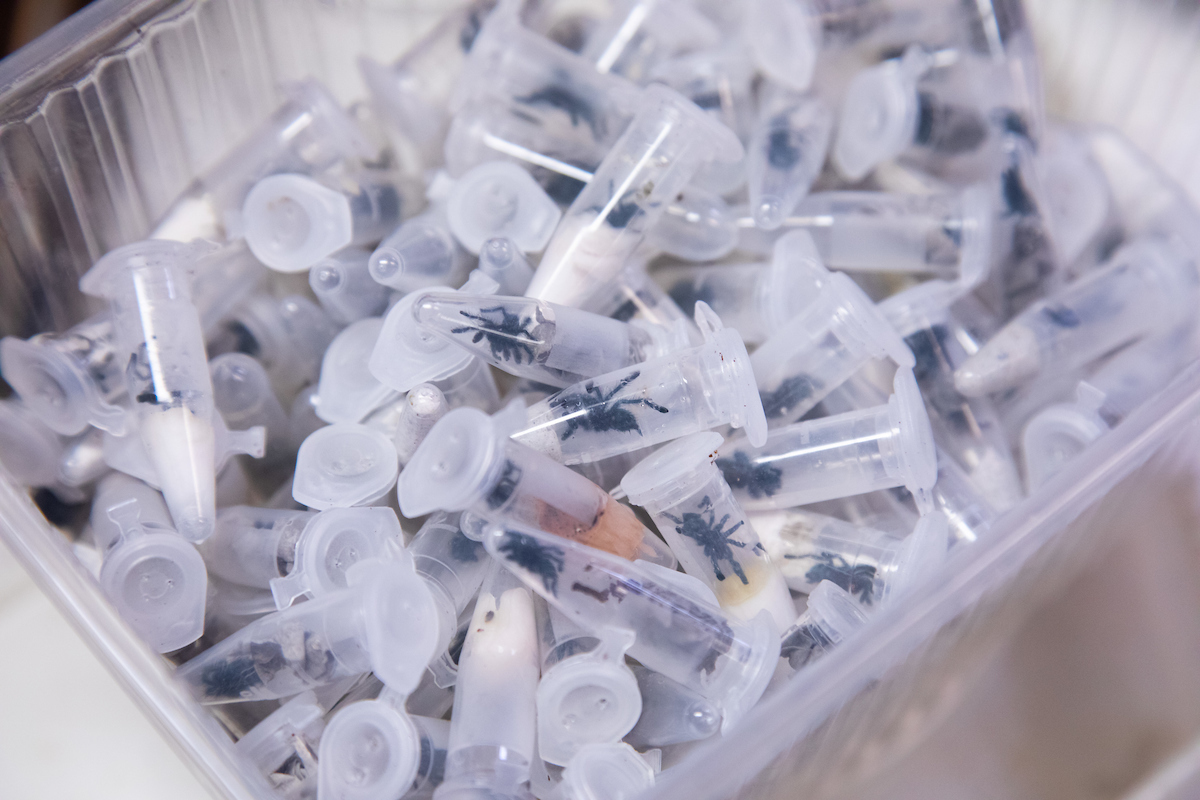 Vials of baby tarantulas