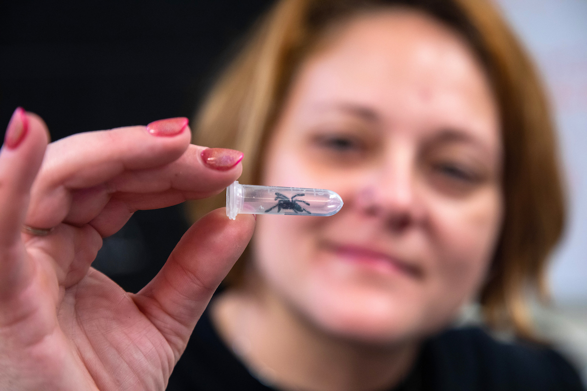 Ginny Mitchell with baby tarantula