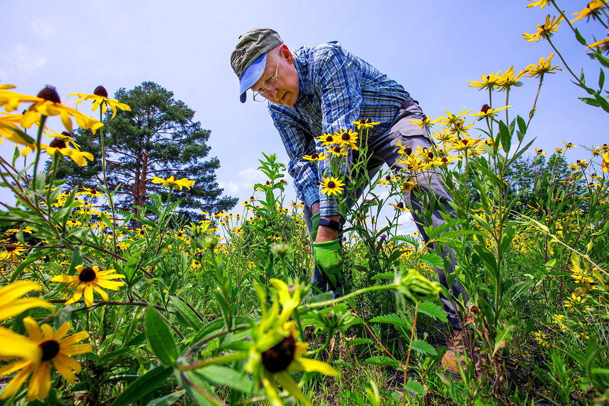 Rick Hellmich pulls invasive weeds from a pollinator garden