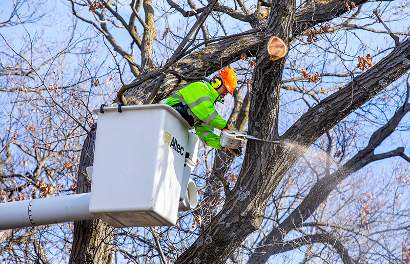 Man in elevated bucket cuts tree limb with chainsaw