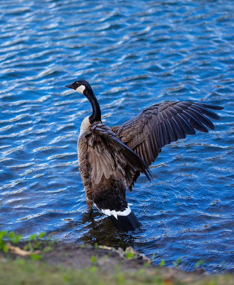 Standing Canada Geese spreads its wings