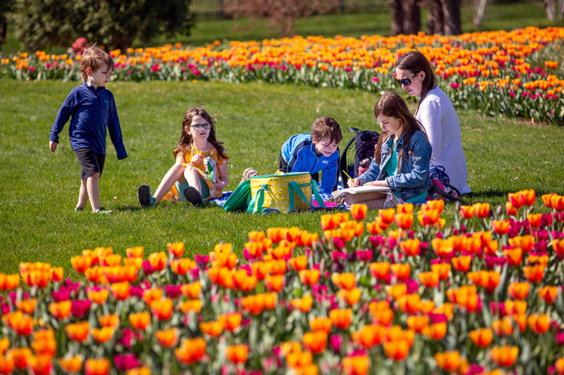 Mother and four children picnic next to large tulip beds